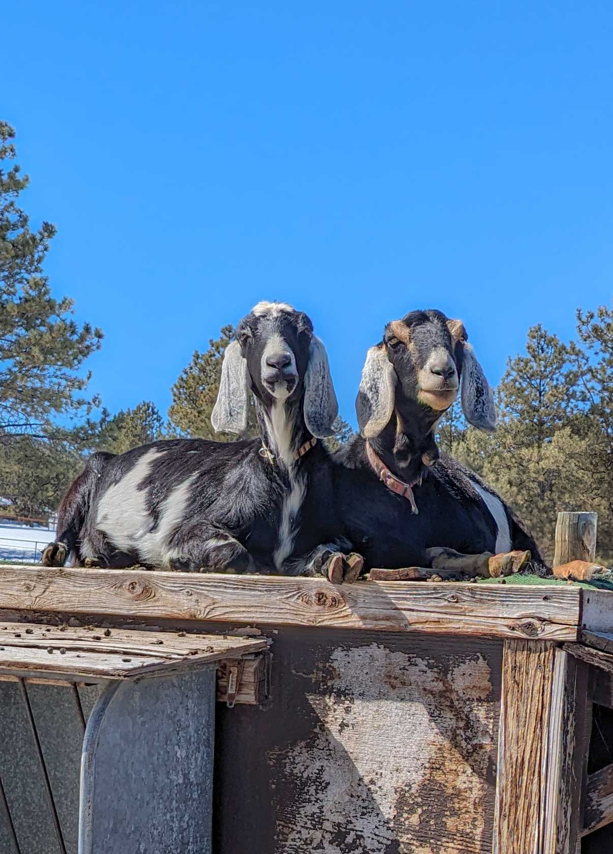 Galloping Goat Ranch